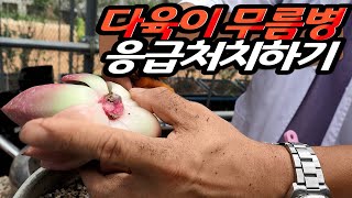 물러가는 다육이 어떻게 해줘야할까??? - 무름병에 걸린다육 어떻게 해줘야 할까?!