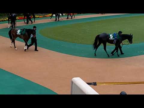 The 13 contenders for the GIII 2019 Epsom Cup in the parade ring