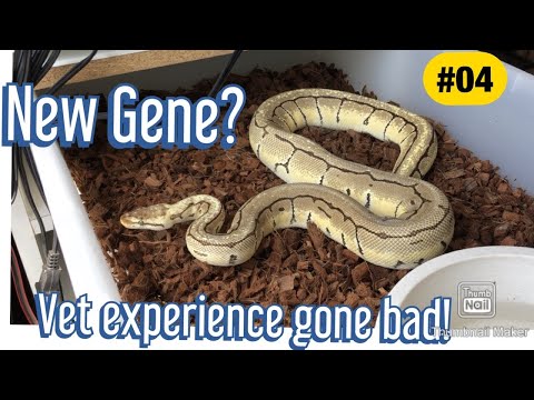 Egg Bound python for 3 months!!! Plus worst vet experience ever in New York!
