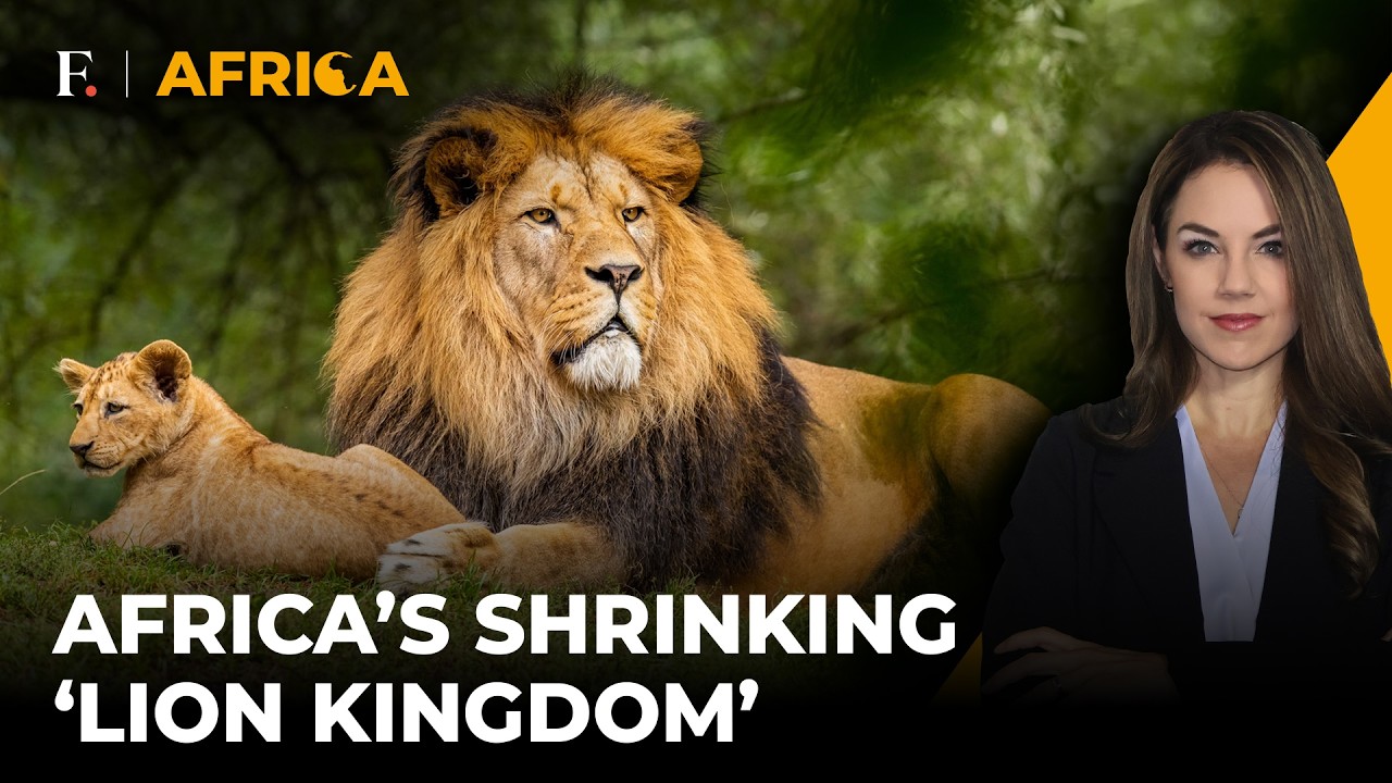 World Lion Day: How African Big Cats Are Facing An Uphill Battle To Survive | Firstpost Africa