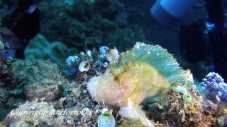 preview picture of video 'A Taste of Underwater Sulawesi - Lembeh'