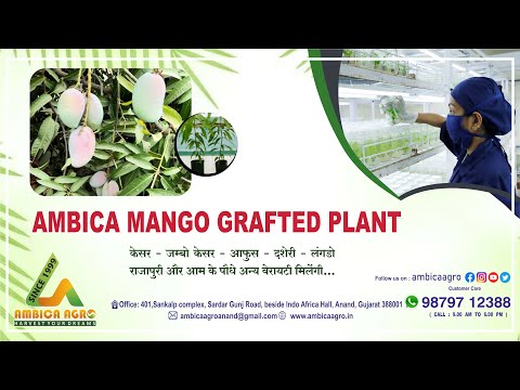 ALL TIME MANGO GRAFTED PLANT