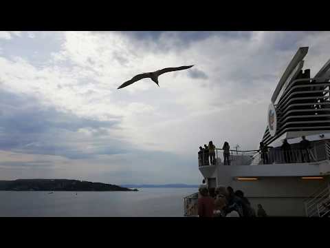 Möwe begleitet die Colour Fantasy | Fähre Oslo - Kiel