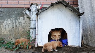 Building New House For Homeless Puppies is Very Easy