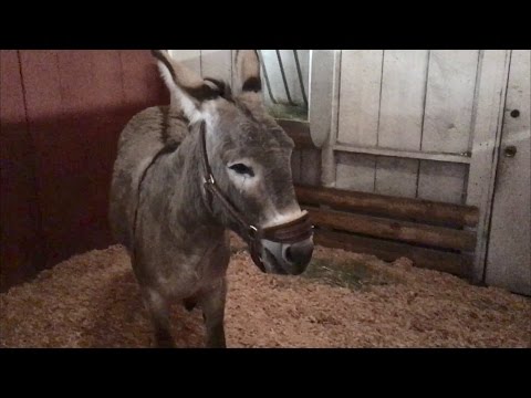 TDW 1429 - He Bit Me !