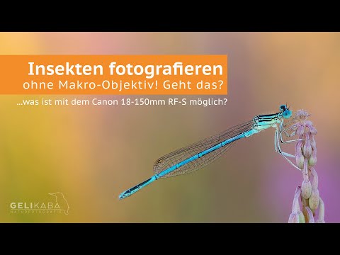 Insect photography without a macro lens! Is that possible? What's possible with the Canon 18-150m...