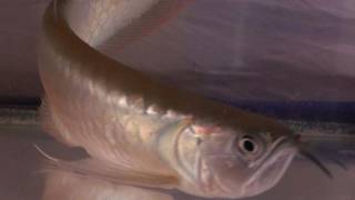 Silver Arowana fish