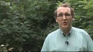 Mystery insect found in Museum garden | Natural History Museum