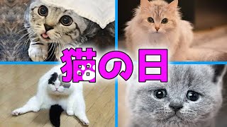2月22日は猫の日！！猫ちゃんたちに癒されよう♡【スイッチ/switch ラジオ】