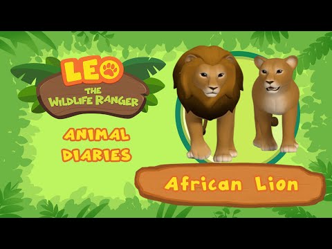 African Lion | ROAR!! Who Does Most of the Hunting? The Lion or the Lioness? | Fun Animal Facts