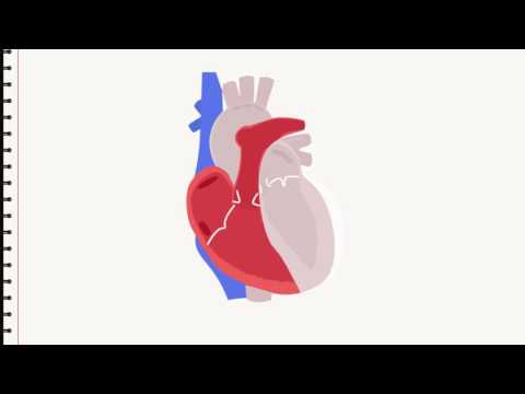 Biologie: Unser Herz