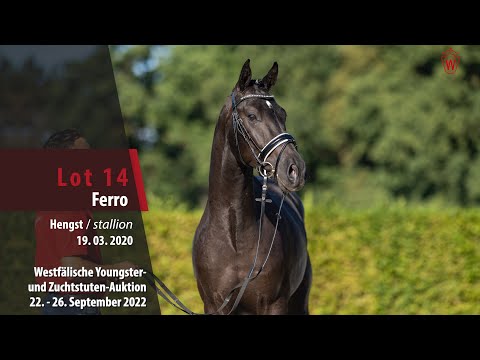 Online-Auktion Lot 14 Ferro Hengst v. Fürst Samarant - Burlington II