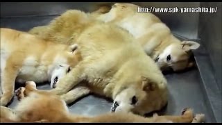 [問卦] 為何日本看不到流浪狗的八卦?