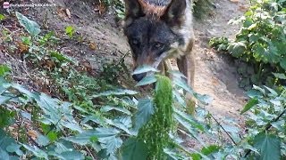 preview picture of video 'Loups qui courent et jouent dans la nature'