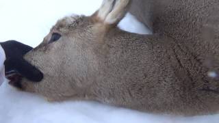 Зимняя охота на косулю и разделка тушки - Видео онлайн