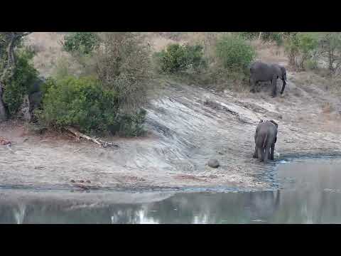 Djuma: Elephant herd scattered about - 17:22 - 09/15/2022