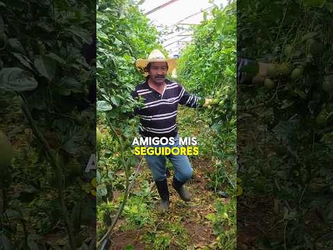Gulupas de sutamarchan boyaca