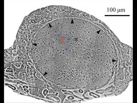Querschnitt durch eine Protoplasma-Ader von Physarum polycephalum