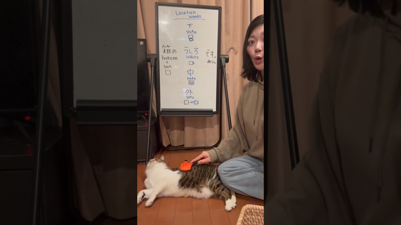 Location words in Japanese 🐈📦 #japaneselesson #japaneselanguage ￼