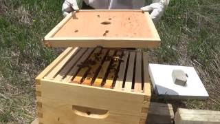 Bee Hives - First inspection after Installation