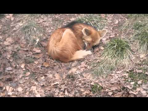 Manned Wolves Sleeping