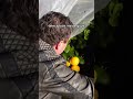 Growing oranges in the snow #greenhouse  #gardening #urbanpermaculture