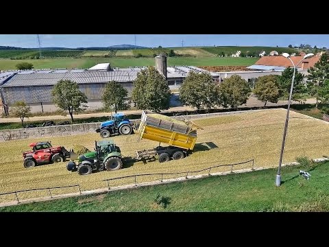 South Moravia CZ ZD Bulhary Silage 2016  FR 780, DF Warrior