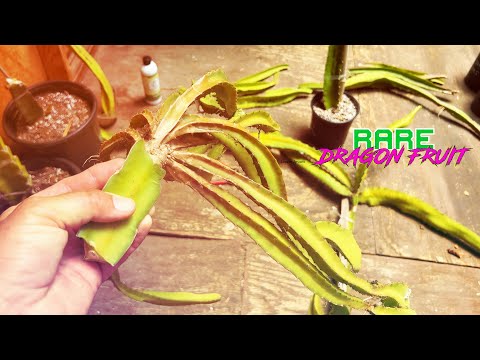 De-Grafting DRAGON FRUIT Seedling Grafts / VermisTerra Vitality / STRATEGY For ROOTING GRAFTS