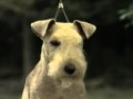 Lakeland Terrier - Lakeland Terrier part 2