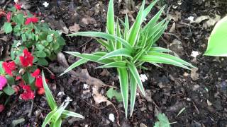 Plants to Grow in Shade Under Trees - Low Maintenance