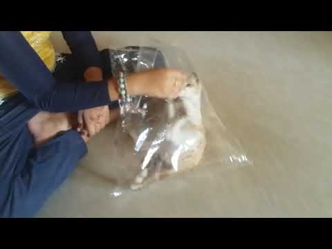 Omg best cat videos. funny cat videos 😍😅