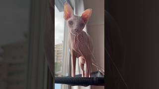 ママの仕事中静かにできない猫アレクサンドラ【スフィンクス】