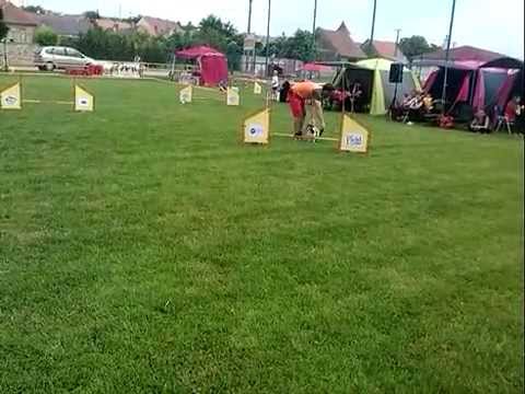 Sedlec - JK Animals agi Cup 30. 5. 2015