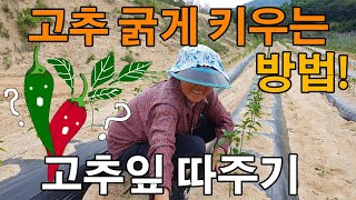 고추 잎 따주는방법 고추 굵게키우는법 - chili leaf picking