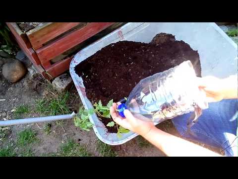 Wypadanie włosów kod ICD Olej matryca do zabarwionego oleju włosów zastanawia egipskiej hibiskus