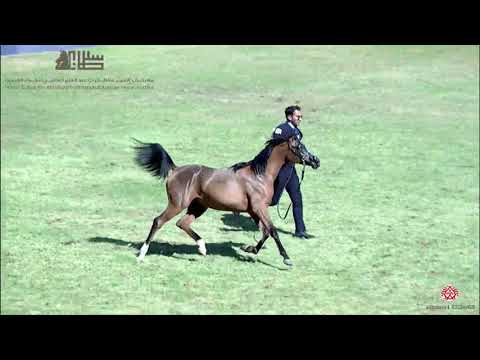 N.40 GENOVIA WN - 2020 PSAIAHF Al Khalediah Show - Yearling Fillies (Class 1C)