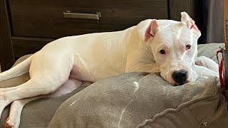 Mata Dogo Argentino Ready to go to bed