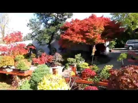 Valavanis Autumn Bonsai Garden