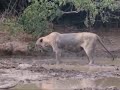 Kullu Nafsin Zaikatul Maut Watch How Animals Die