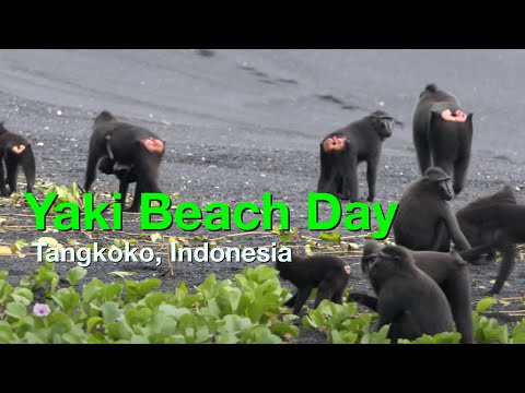 Beach Day for Yaki -- The Black monkey from Sulawesi, Indonesia