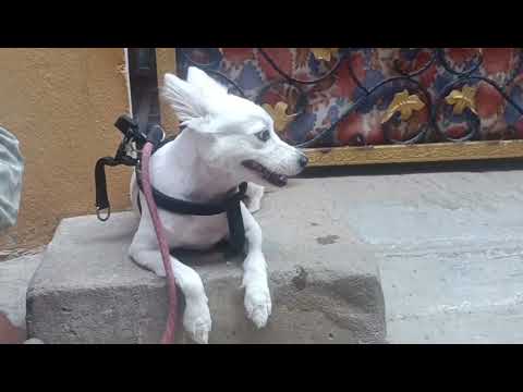 First time grooming for Juno 🐶 #dog #vlog #dailyvlog #elvishyadav #souravjoshivlogs