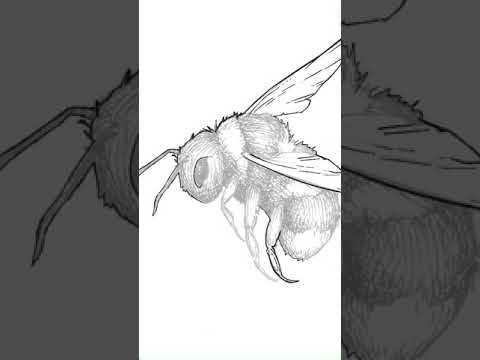 Drawing a Bee in Procreate #shorts