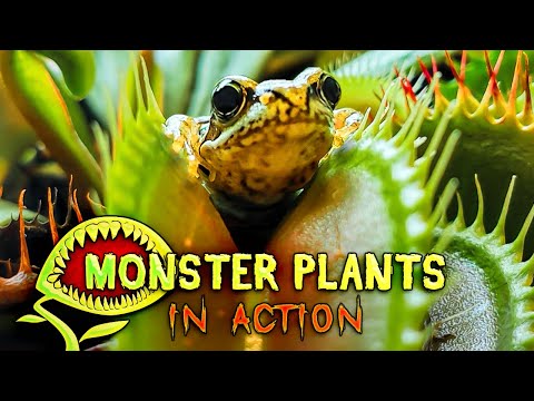 Venus flytrap devouring everything - Ultimate Compilation