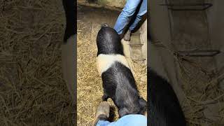 Será que vamos conseguir ter leitões aqui ???