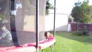 Dachshund Frito Feet Runs the Trampoline Edge