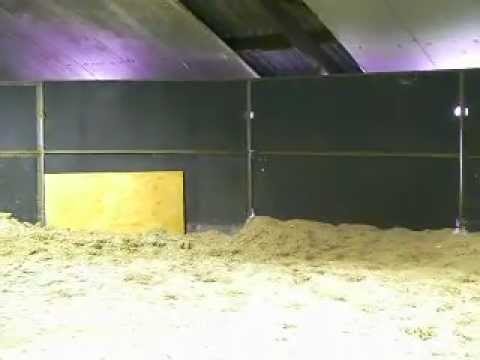 Evening Star(Amazing Star x San Remo)