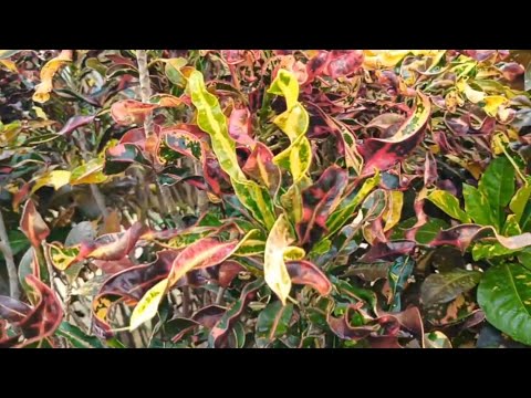  Belíssima Planta:  Folha Imperial - #pium #tocantins 