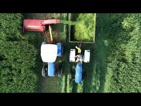 New Holland Mower 38 - Harvesting wheat for silage
