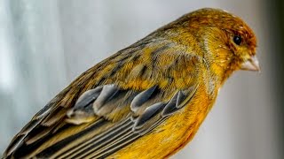 Download lagu Best live Canary singing  4K video training mp3