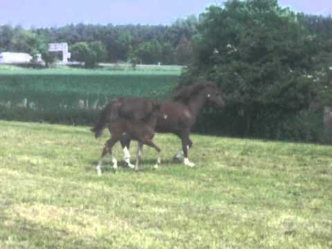 Dream of Lord x Oosteinds Ricky